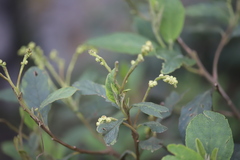 Varronia cylindrostachya