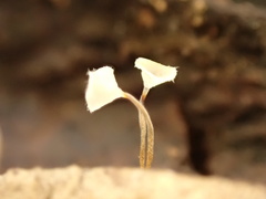 Gloiocephala parvinelumbonifolia