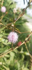 Mimosa hamata