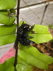 Xylocopa griswoldi