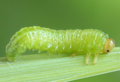 Arge ciliaris
