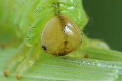 Arge ciliaris