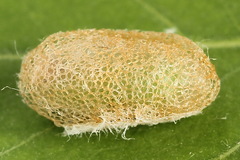 Arge ciliaris