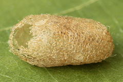 Arge ciliaris