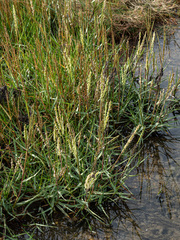 Sporobolus anglicus