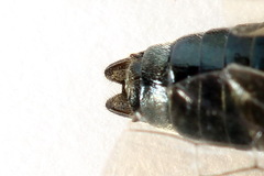 Arge ciliaris