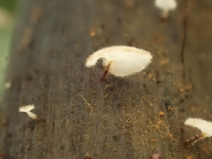 Gloiocephala epiphylla