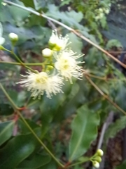Syzygium anisatum