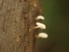 Gloiocephala epiphylla