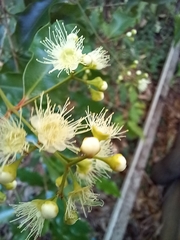 Syzygium anisatum