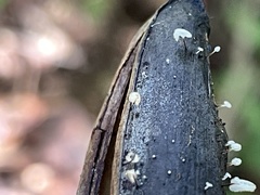 Gloiocephala epiphylla