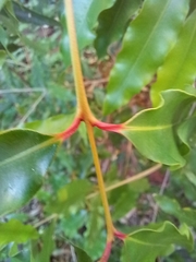 Syzygium anisatum