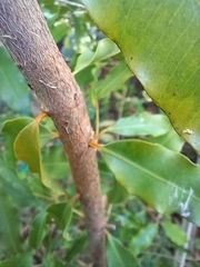 Syzygium anisatum