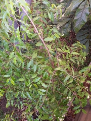 Syzygium anisatum