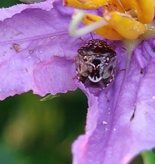 Menida