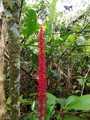 Palicourea subspicata