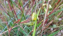 Albuca acuminata