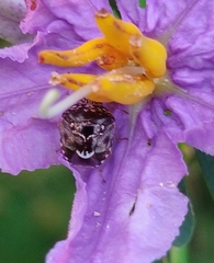 Menida