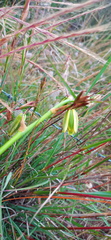 Albuca acuminata