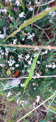 Aspalathus submissa