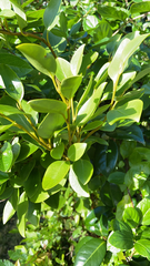 Griselinia littoralis