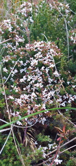 Aspalathus submissa