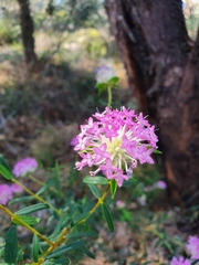 Pimelea rosea