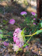 Pimelea rosea