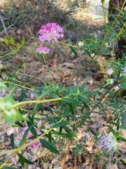 Pimelea rosea
