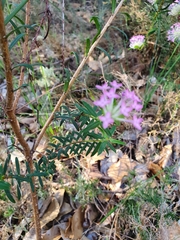 Pimelea rosea