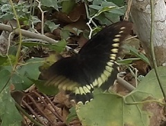 Battus polydamas polydamas