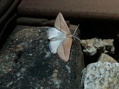 Compsoptera opacaria