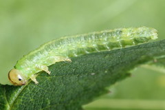 Arge nigripes