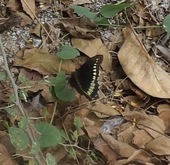 Battus polydamas polydamas