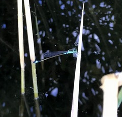 Ischnura aralensis