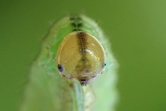 Arge nigripes