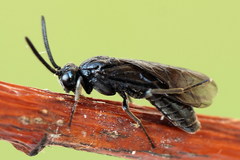 Arge nigripes