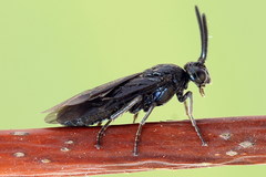 Arge nigripes
