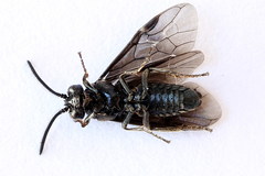 Arge nigripes