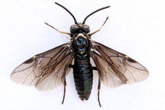 Arge nigripes