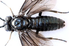 Arge nigripes