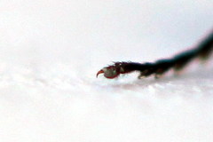 Arge nigripes