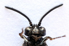 Arge nigripes