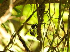 Phimenes flavopictus formosanus