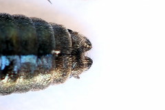 Arge nigripes
