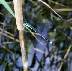 Ischnura aralensis