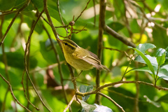 Phylloscopus goodsoni