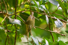 Phylloscopus goodsoni
