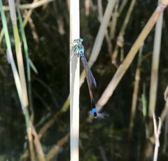 Ischnura aralensis