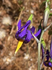 Conanthera bifolia